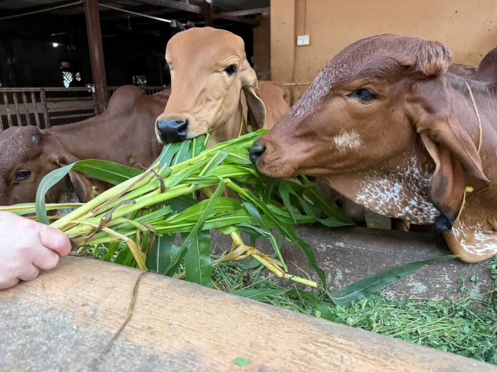 2 Days in Mumbai Before a Cruise: Markets, Street Life, Food, and Local Culture 10 Feeding the sacred cows at the sanctuary. Two cows reach for the fresh greens