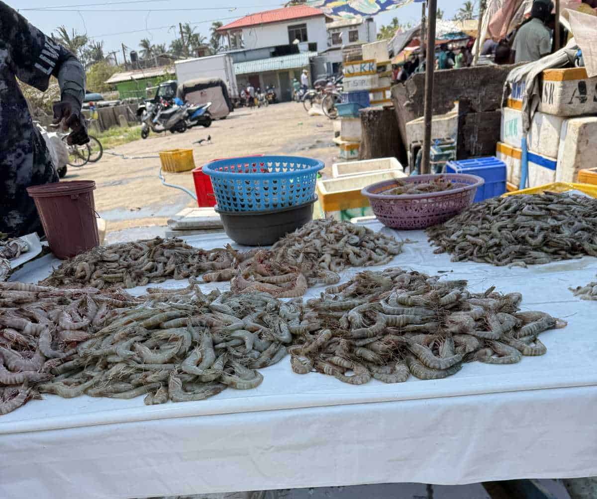 1 Day in Port: Colombo, Sri Lanka – Fishing Villages, sacred Buddhist Temples, Life In And Beyond the Capital 2 Fresh shrimp displayed on a market table at a local seafood market, with various baskets and containers in the background, showcasing fresh seafood for sale.