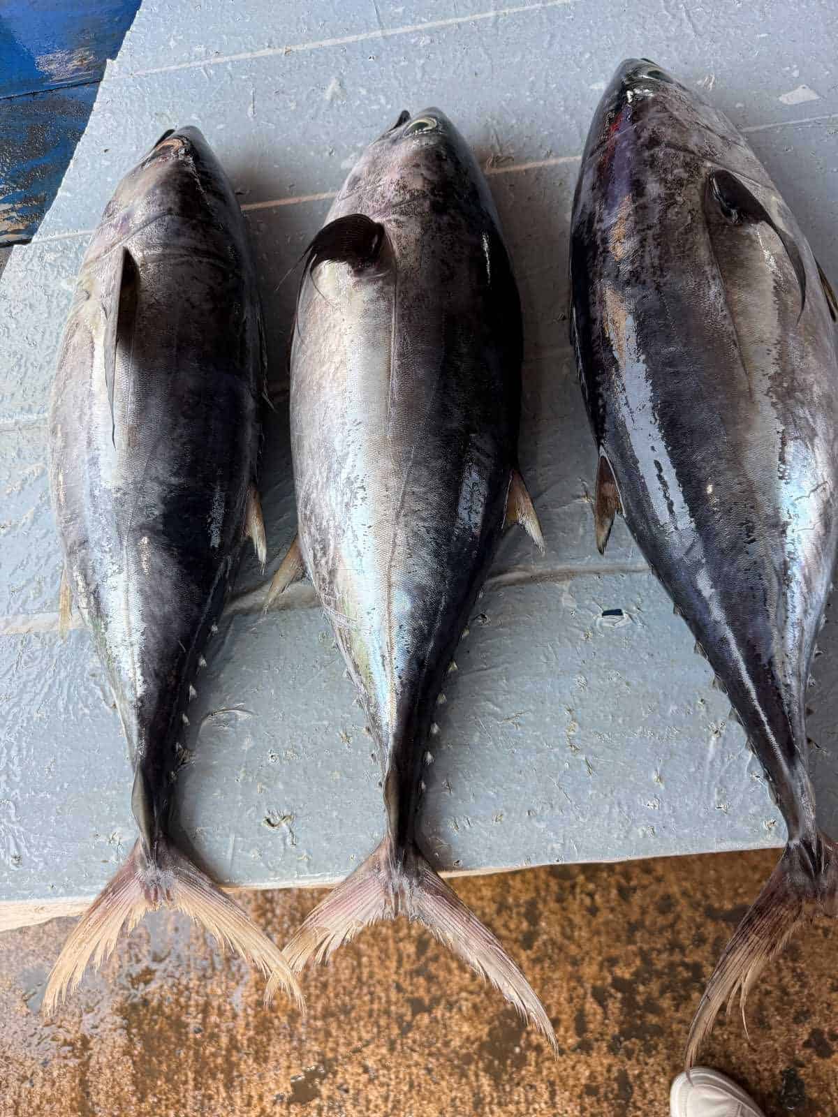 1 Day in Port: Colombo, Sri Lanka – Fishing Villages, sacred Buddhist Temples, Life In And Beyond the Capital 3 Fresh fish for seafood dishes, showcasing high-quality catch for culinary preparation.