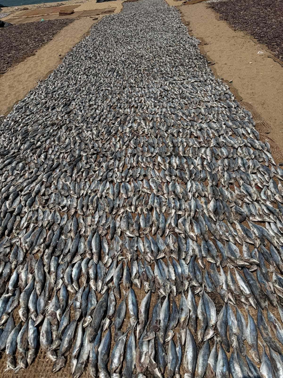 1 Day in Port: Colombo, Sri Lanka – Fishing Villages, sacred Buddhist Temples, Life In And Beyond the Capital 4
Fresh fish drying in the sun on a traditional outdoor rack for preservation and culinary use.