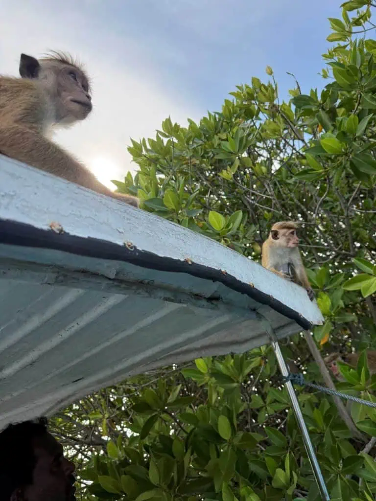 1 Day in Port: Colombo, Sri Lanka – Fishing Villages, sacred Buddhist Temples, Life In And Beyond the Capital 13 Two Monkeys Hopped on to the canopy of the boat and enjoy a short ride