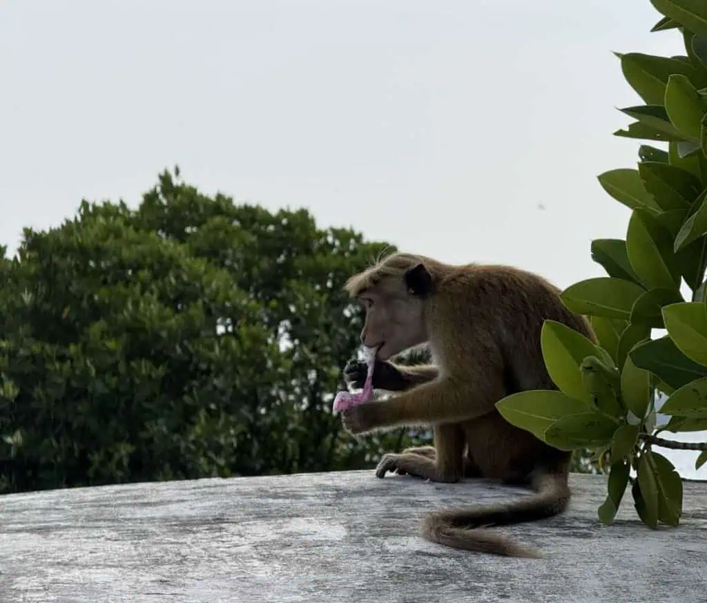 1 Day in Port: Colombo, Sri Lanka – Fishing Villages, sacred Buddhist Temples, Life In And Beyond the Capital 14 A Monkey on the Canopy of the Boat munches down on a banana