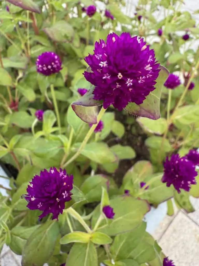 6 Days in Seoul: Royal Palaces, Korean BBQ, Hanbok, and the Unforgettable DMZ 35 Beautiful purple flowers
