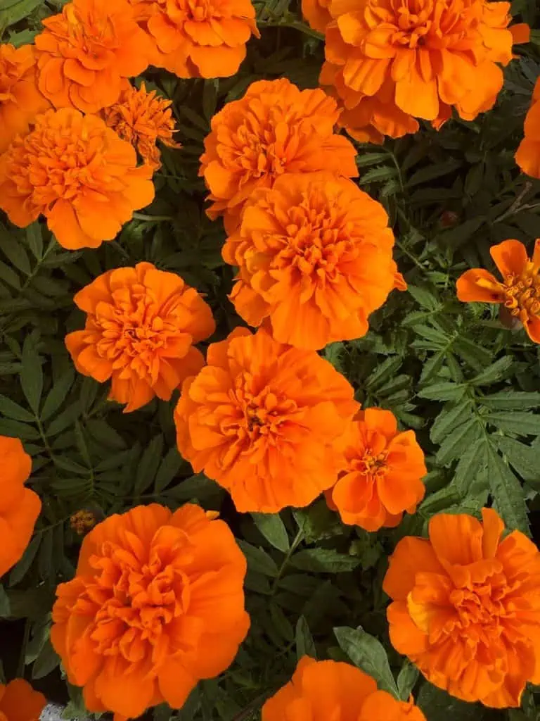 6 Days in Seoul: Royal Palaces, Korean BBQ, Hanbok, and the Unforgettable DMZ 36 magnificent orange marigolds