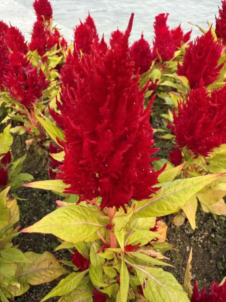 6 Days in Seoul: Royal Palaces, Korean BBQ, Hanbok, and the Unforgettable DMZ 37 Bright Red Flame Flowers