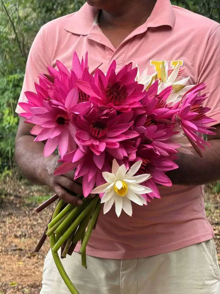 1 Day in Port Hambantota, Sri Lanka: Buduruwagala Temple, Nine Arch Bridge & Ravana Falls 3 A person holding a vibrant bouquet of pink and white lotus flowers to use as offerings to the Buddha