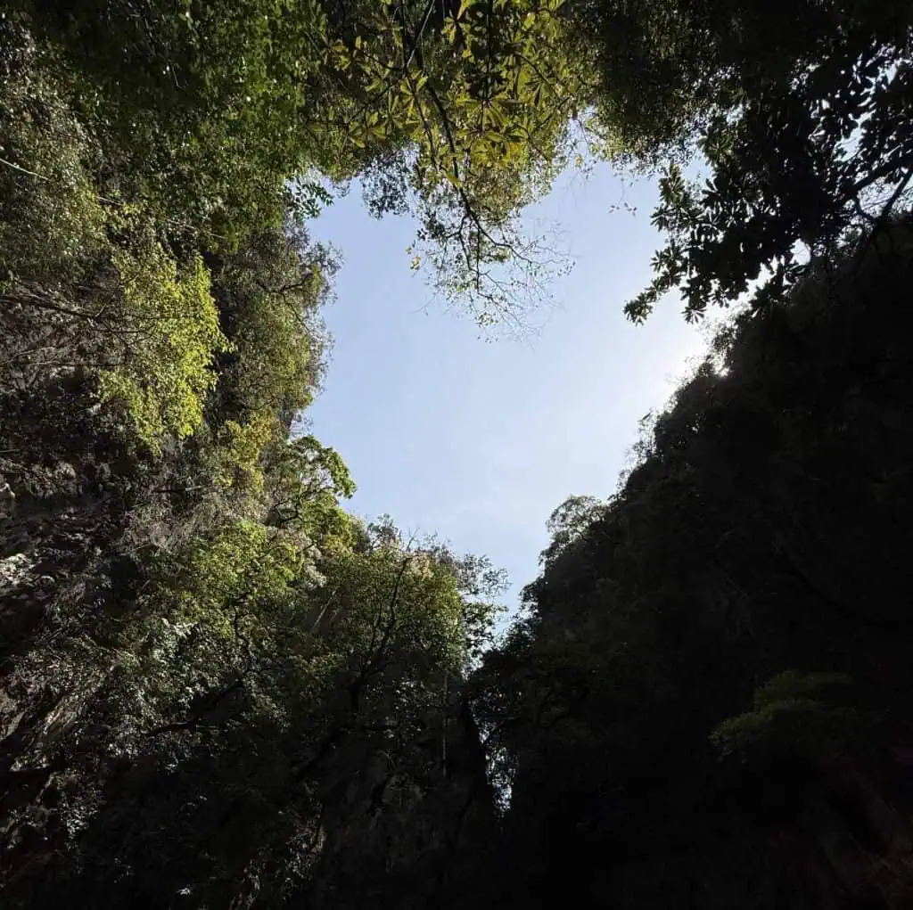 1 Day in Port: Phuket – A Private Phang Nga Bay Tour By Speedboat 8 Looking up at a clear sky through lush greenery forming a heart shape in a Limestone Karst canyon during daytime.