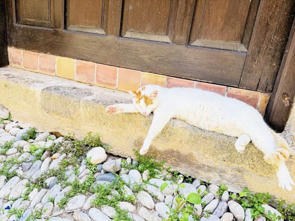 1 Day in Port: Exploring Rhodes Old Town on Foot – A Perfect Self-Guided Walk 12 Greek Cat