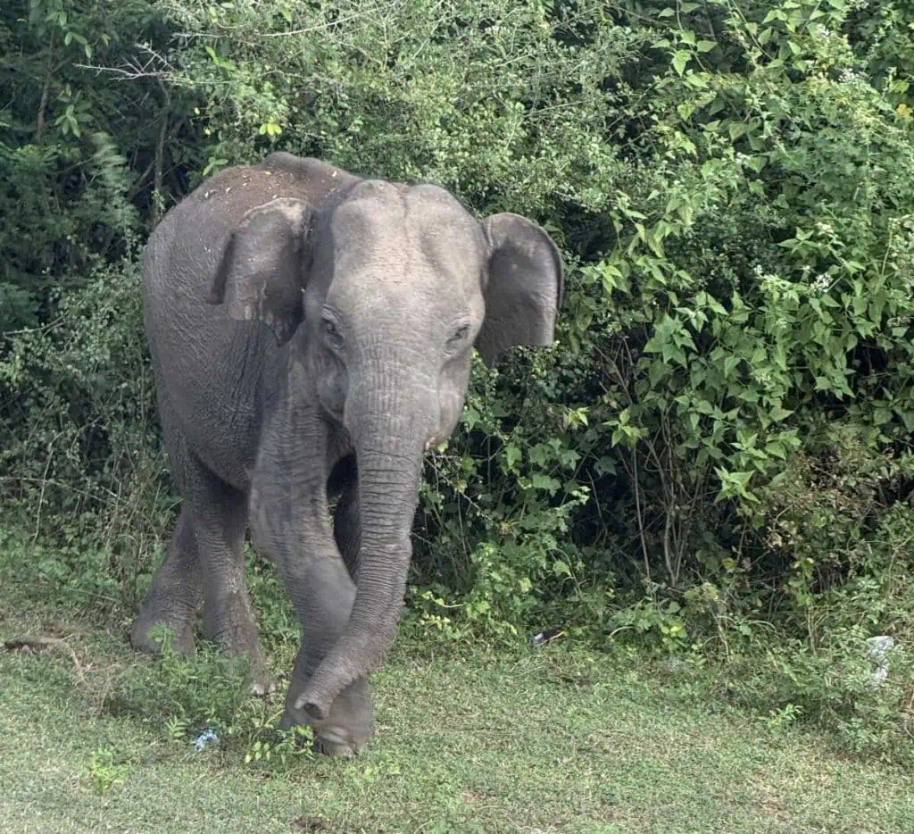 1 Day in Port Hambantota, Sri Lanka: Buduruwagala Temple, Nine Arch Bridge & Ravana Falls 11 Juvenile Elephant