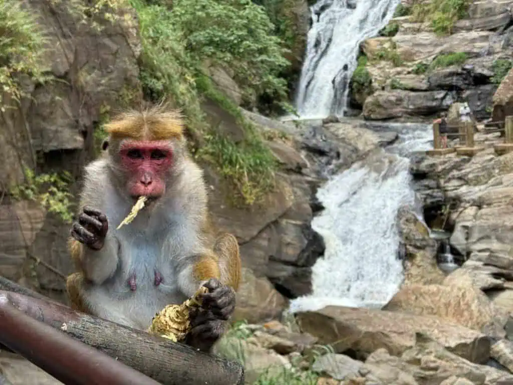 1 Day in Port Hambantota, Sri Lanka: Buduruwagala Temple, Nine Arch Bridge & Ravana Falls 6 Ravana Falls Monkey