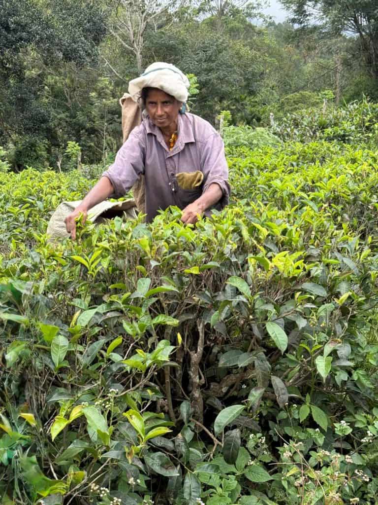 1 Day in Port Hambantota, Sri Lanka: Buduruwagala Temple, Nine Arch Bridge & Ravana Falls 10 Tea Plantation Worker